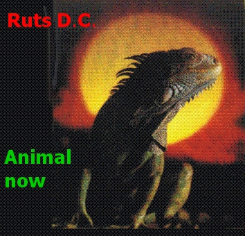 Animal Now